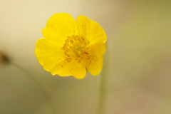 Ranunculus acris