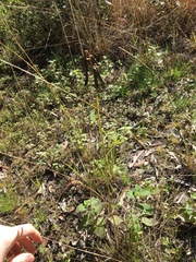 Crotalaria lanceolata