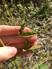 Crotalaria lanceolata