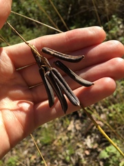 Crotalaria lanceolata