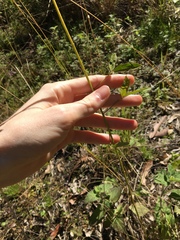 Crotalaria lanceolata