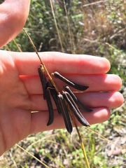 Crotalaria lanceolata