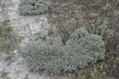 Artemisia hololeuca