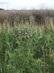 Cirsium arvense
