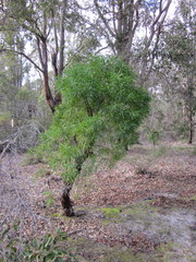 Persoonia longifolia
