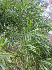 Persoonia longifolia