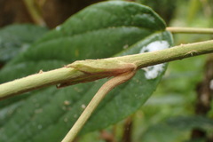 Rubus liui