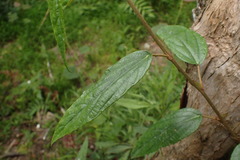 Rubus liui