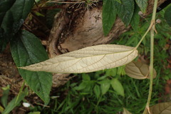 Rubus liui