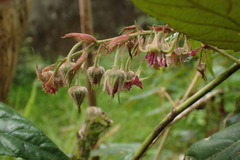 Rubus liui