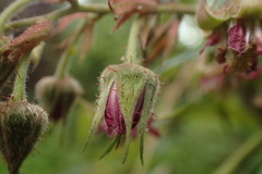 Rubus liui