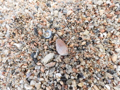 Notocypraea comptonii