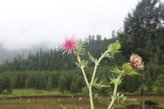 Cirsium falconeri