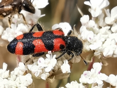 Trichodes leucopsideus