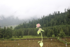Clinopodium umbrosum