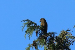 Loxia curvirostra minor