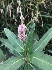 Persicaria