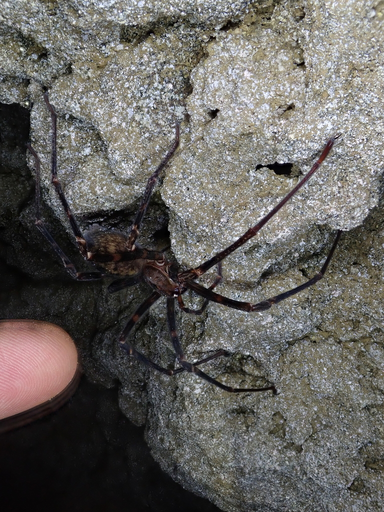 Nelson Cave Spider From Kahurangi National Park 7073 New Zealand On