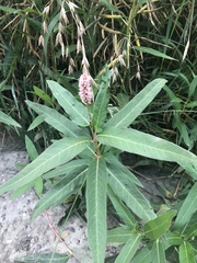 Persicaria