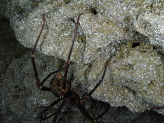 Spelungula cavernicola