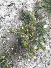 Matricaria discoidea