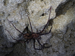 Spelungula cavernicola