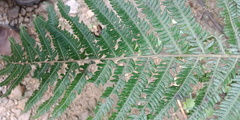 Pseudocyclosorus esquirolii