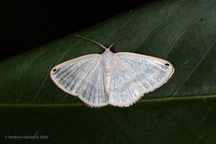 Lomographa atrinotapex