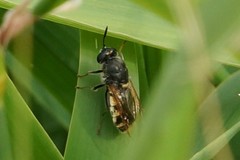 Stratiomys singularior