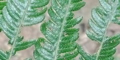Pseudocyclosorus esquirolii