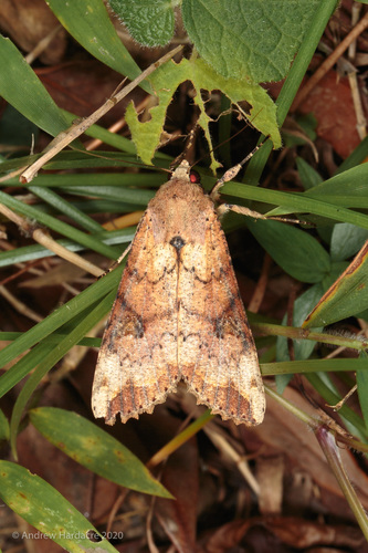 Tiracola aureata Holloway, 1989