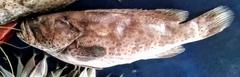 Epinephelidae