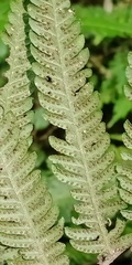 Pseudocyclosorus esquirolii