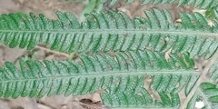 Pseudocyclosorus esquirolii