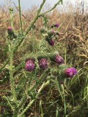Carduus