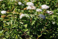 Spiraea beauverdiana