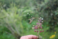 Thalictrum foetidum