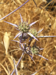 Eryngium creticum