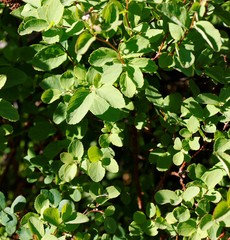 Spiraea beauverdiana