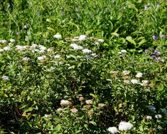 Spiraea beauverdiana