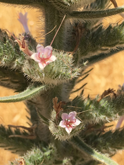 Echium glomeratum