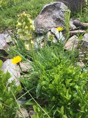 Pedicularis tuberosa