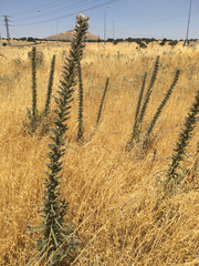 Echium glomeratum