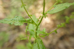Rumex
