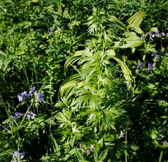 Aconitum maximum