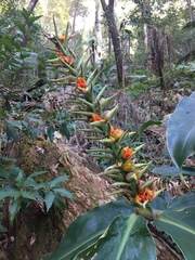 Hedychium gardnerianum