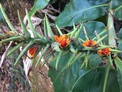 Hedychium gardnerianum