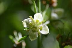 Frasera caroliniensis