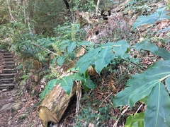 Hedychium gardnerianum