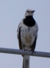 Motacilla alba